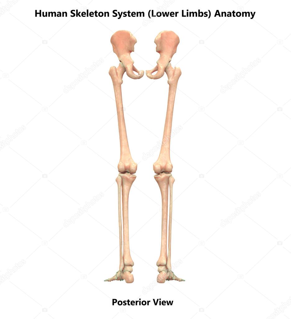 Human Skeleton System Hip Bones Anatomy