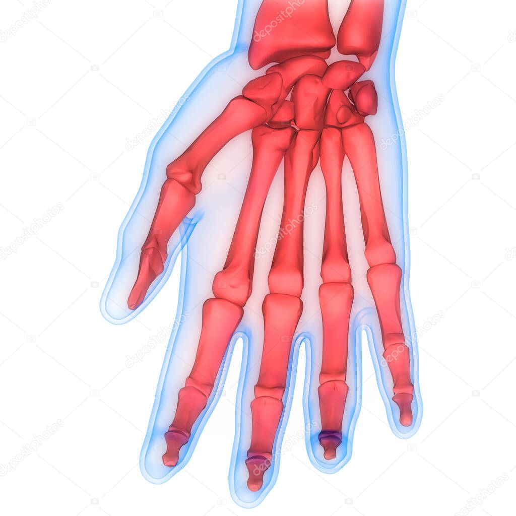 Human Skeleton System Bones (Hands) Anatomy. 3D 