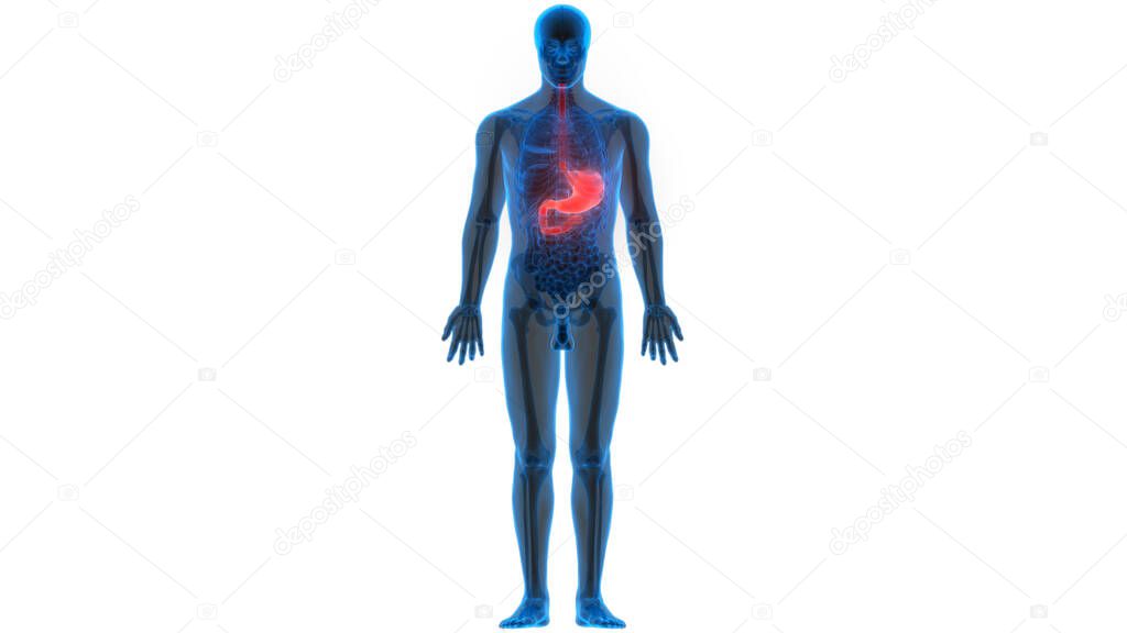 Human Digestive System Stomach Anatomy. 3D 