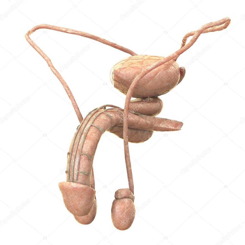 Male Urinary System Kidneys with Bladder Anatomy. 3D