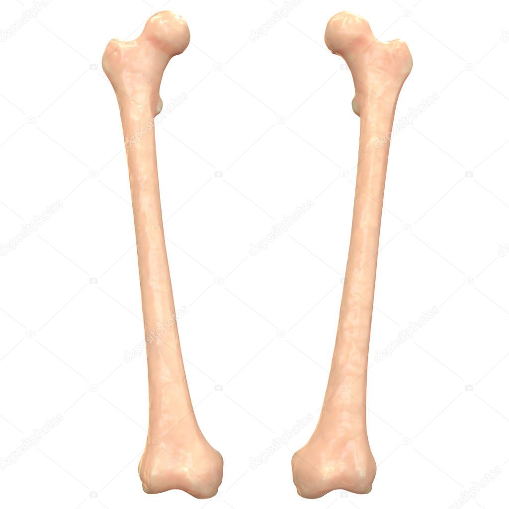 Human Skeleton Leg joints Anatomy