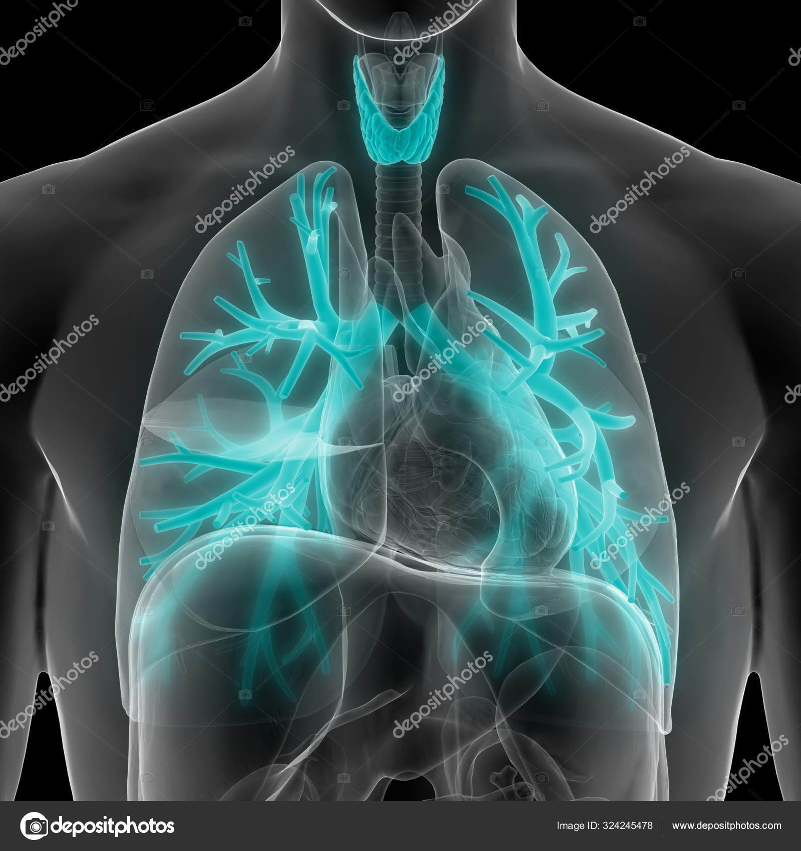 Human Respiratory System Lungs Anatomy Stock Photo by ©magicmine 324245478