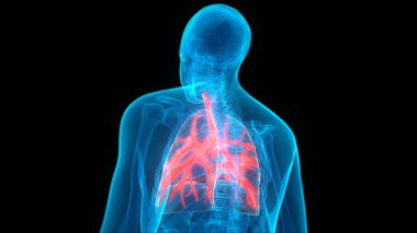 İnsan Solunum Sistemi Akciğerleri Anatomisi. Üç Boyut 