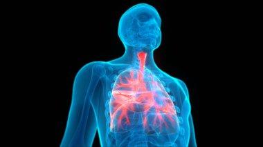 İnsan Solunum Sistemi Akciğerleri Anatomisi. Üç Boyut 