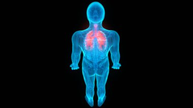 İnsan Solunum Sistemi Akciğerleri Anatomisi. Üç Boyut 