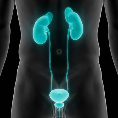 İdrar torbası anatomisi olan insan böbrekleri. Üç Boyut