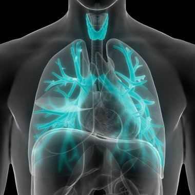 İnsan Solunum Sistemi Akciğerleri Anatomisi. Üç Boyut 
