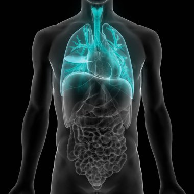 İnsan Solunum Sistemi Akciğerleri Anatomisi. Üç Boyut 