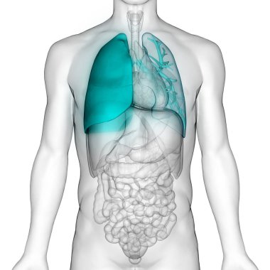 İnsan Solunum Sistemi Akciğerleri Anatomisi. Üç Boyut 