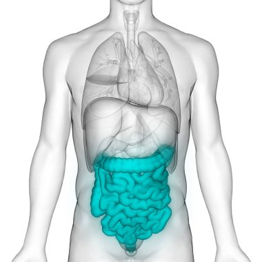 İnsan Sindirim Sistemi Geniş ve İnce Bağırsak Anatomisi. 3D - Görüntü