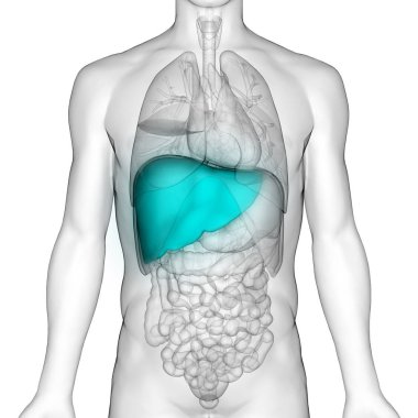 Human Internal Digestive Organ Liver Anatomy. 3D  clipart