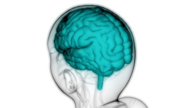 İnsan Sinir Sistemi Anatomisi Merkezi Organı. 3d