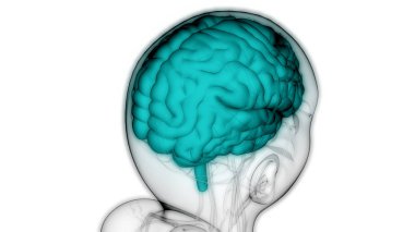 İnsan Sinir Sistemi Anatomisi Merkezi Organı. 3d