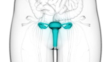 Kadın Üreme Sistemi Anatomisi. Üç Boyut
