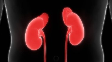 İdrar torbası anatomisi olan insan böbrekleri. Üç Boyut