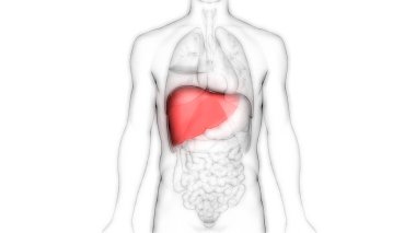 İnsan İç Sindirim Organı Anatomisi. Üç Boyut 