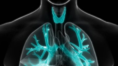 İnsan Solunum Sistemi Akciğerleri Anatomisi. Üç Boyut 