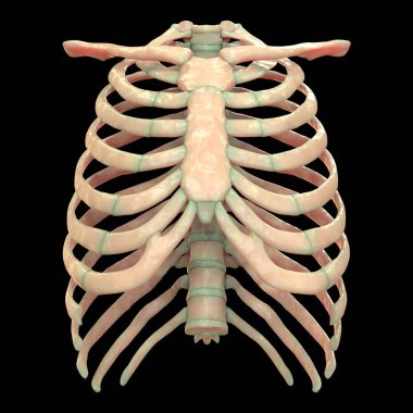 İnsan Vücut Kemiği Eklem Ağrısı Anatomi (Kaburga). 3D - Görüntü