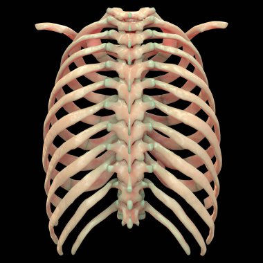 İnsan Vücut Kemiği Eklem Ağrısı Anatomi (Kaburga). 3D - Görüntü
