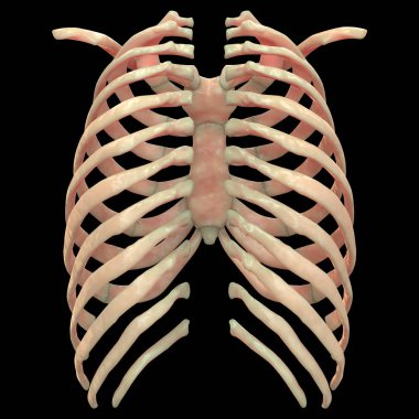 İnsan Vücut Kemiği Eklem Ağrısı Anatomi (Kaburga). 3D - Görüntü