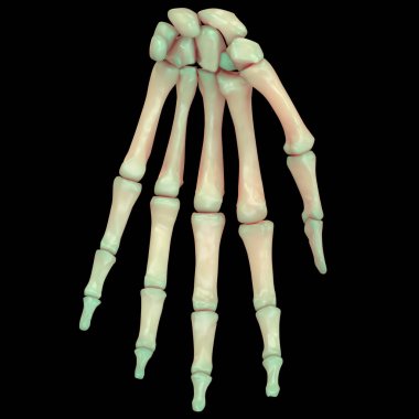 Fingers Joints. 3D - Illustration clipart