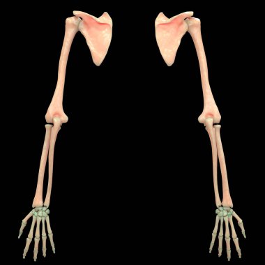 Parmak Eklemleri - 3 d İllüstrasyon