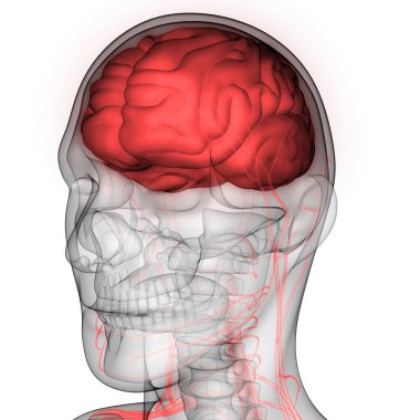 Sinir, damar ve damar anatomisi olan insan beyni. 3D - Görüntü