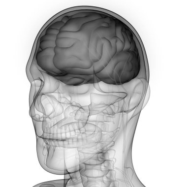İnsan Sinir Sistemi Anatomisi Merkezi Organı. 3d