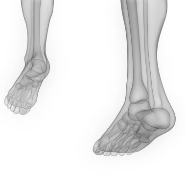 İnsan vücudu eklem ağrıları (ayak eklemleri ve kemikler). 3D - Görüntü