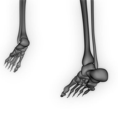 İnsan vücudu eklem ağrıları (ayak eklemleri ve kemikler). 3D - Görüntü