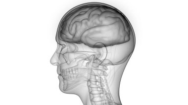 İnsan Sinir Sistemi Anatomisi Merkezi Organı. 3d