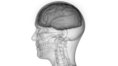 İnsan Sinir Sistemi Anatomisi Merkezi Organı. 3d