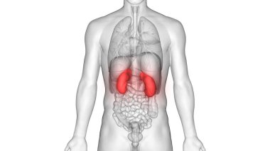 İnsan İdrar Sistemi Böbrekleri Anatomisi. 3D - Görüntü