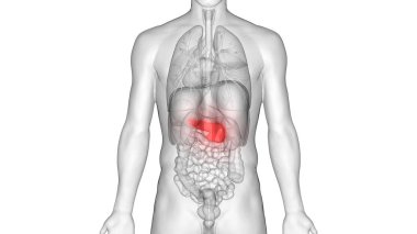 İnsan İç Sindirim Organı Pankreası Anatomisi. 3D - Görüntü