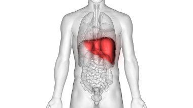 İnsan İç Sindirim Organı Anatomisi. Üç Boyut 