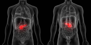 İnsan İç Sindirim Organı Pankreası Anatomisi. 3D - Görüntü