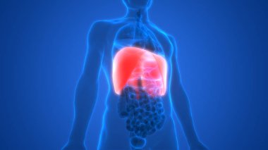 İnsan Solunum Sistemi Diyafram Anatomisi. 3D - Görüntü