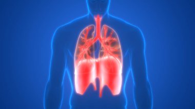 İnsan Solunum Sistemi Diyafram Anatomisi. 3D - Görüntü