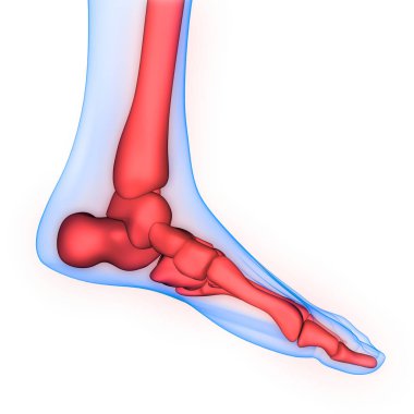 İnsan Vücut Kemiği Eklem Ağrısı (ayak eklemleri ve kemikler). 3D - Görüntü