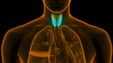 İnsan Vücut Bezleri Tiroit Bezi Anatomisi. 3D - Görüntü