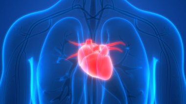 İnsan Dolaşım Sistemi Kalp Anatomisi. Üç Boyut