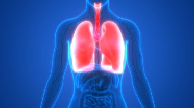 İnsan Solunum Sistemi Akciğerleri Anatomisi. Üç Boyut 