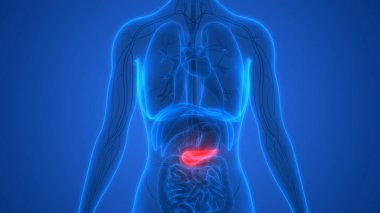 İnsan İç Sindirim Organı Pankreası Anatomisi. 3D - Görüntü