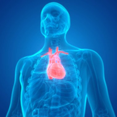 İnsan Dolaşım Sistemi Kalp Anatomisi. Üç Boyut