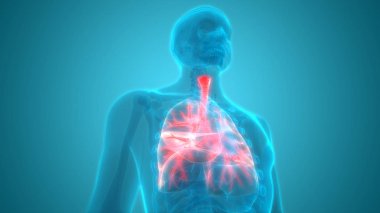İnsan Solunum Sistemi Akciğerleri Anatomisi. Üç Boyut 