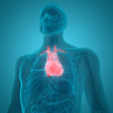 İnsan Dolaşım Sistemi Kalp Anatomisi. Üç Boyut