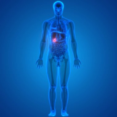 İnsan Vücut Organı Anatomisi (Dalak). 3D - Görüntü