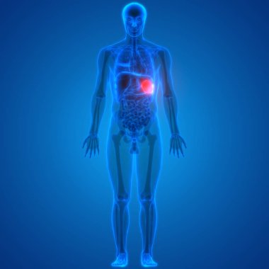 İnsan Vücut Organı Anatomisi (Dalak). 3D - Görüntü