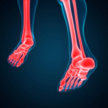 İnsan vücudu eklem ağrıları (ayak eklemleri ve kemikler). 3D - Görüntü