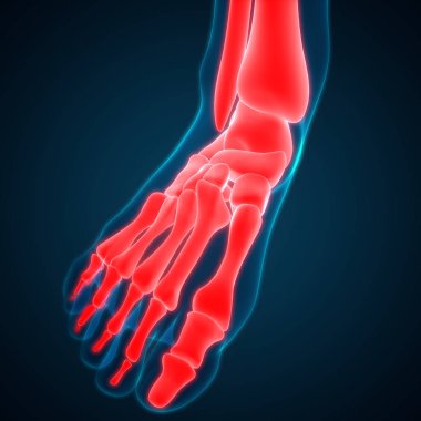 İnsan Vücut Kemiği Eklem Ağrısı (ayak eklemleri ve kemikler). 3D - Görüntü